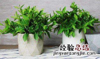 白脉椒草如何养殖 白脉椒草的养殖方法