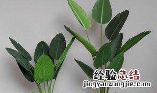 天堂鸟旅人蕉美人蕉哪个好看 旅人蕉和天堂鸟区别