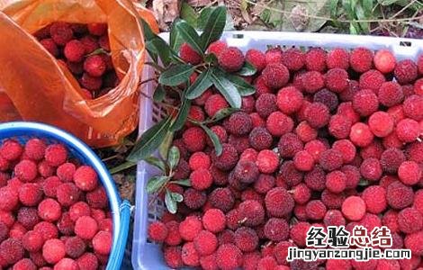 杨梅几月份成熟 云南杨梅几月份成熟