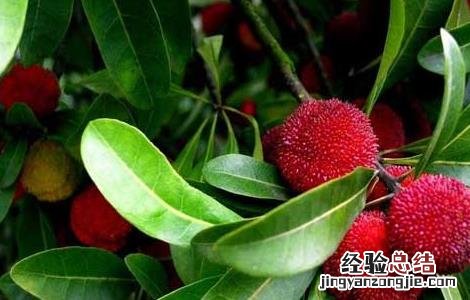 杨梅几月份成熟 云南杨梅几月份成熟