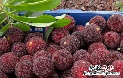 杨梅几月份成熟 云南杨梅几月份成熟