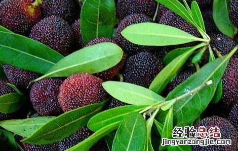 杨梅几月份成熟 云南杨梅几月份成熟