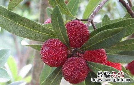 杨梅是热性还是凉性水果肝热的人 杨梅是热性还是凉性