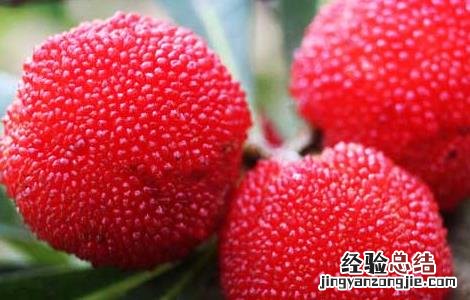 杨梅是热性还是凉性水果肝热的人 杨梅是热性还是凉性