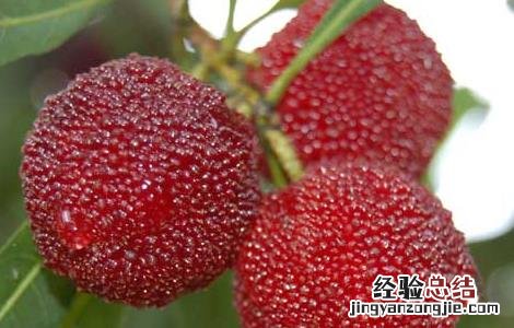 杨梅是热性还是凉性水果肝热的人 杨梅是热性还是凉性