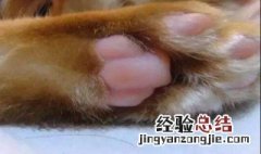 怎么判定猫脾气 怎么判定猫脾气好不好