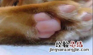 怎么判定猫脾气 怎么判定猫脾气好不好