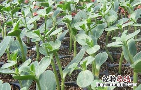 西瓜种子怎么种才好呢 西瓜种子怎么种才好