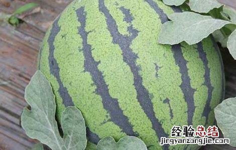 西瓜种子怎么种才好呢 西瓜种子怎么种才好