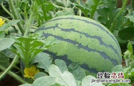 无籽西瓜是怎么来的 无籽西瓜是西瓜吗