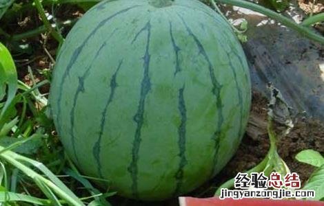 无籽西瓜是怎么来的 无籽西瓜是西瓜吗