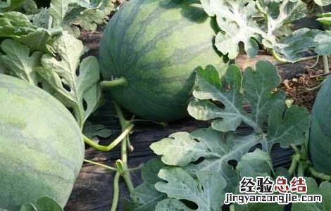 无籽西瓜是怎么来的 无籽西瓜是西瓜吗