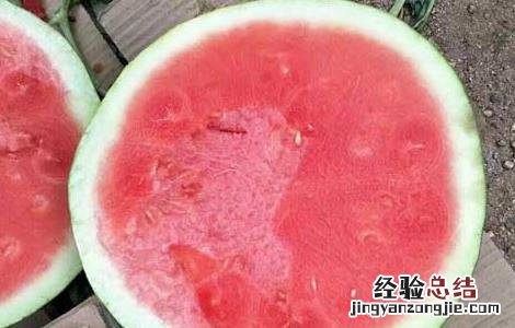 无籽西瓜是怎么来的 无籽西瓜是西瓜吗
