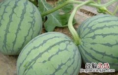 无籽西瓜对人有害吗 无籽西瓜对人有害吗视频