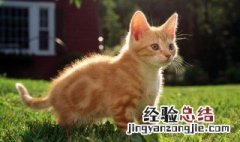 猫咪吃药怎么吃 猫咪吃药怎么吃效果好