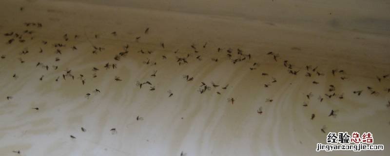 家里很多小飞虫怎么办 夏天家里很多小飞虫怎么办