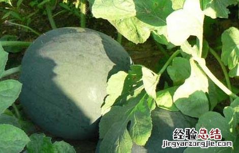 无籽西瓜的培育过程 无籽西瓜的培育过程高中生物