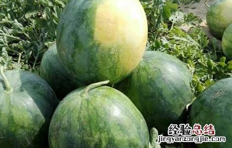 无籽西瓜的培育过程 无籽西瓜的培育过程高中生物
