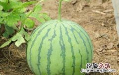 西瓜什么时候传入我国的 西瓜什么时候引进中国的