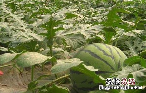 西瓜什么时候传入我国的 西瓜什么时候引进中国的