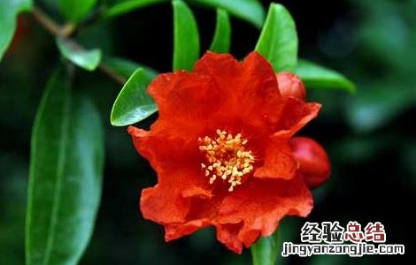 石榴树什么时候开花结果 石榴树什么时候开花