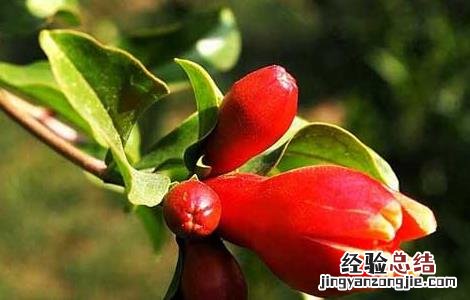石榴树什么时候开花结果 石榴树什么时候开花