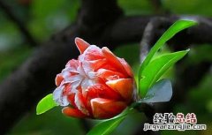 石榴树什么时候开花结果 石榴树什么时候开花