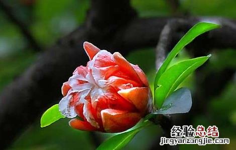 石榴树什么时候开花结果 石榴树什么时候开花