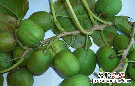 软枣猕猴桃种植技术 软枣猕猴桃种植技术与管理视频