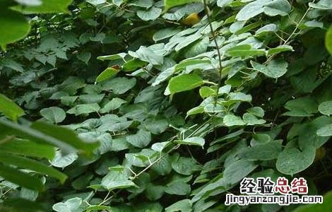 软枣猕猴桃种植技术 软枣猕猴桃种植技术与管理视频