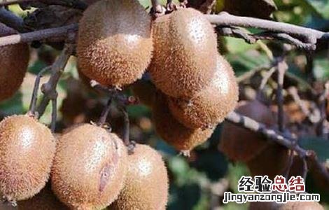 猕猴桃病虫害防治技术要点 猕猴桃病虫害防治技术