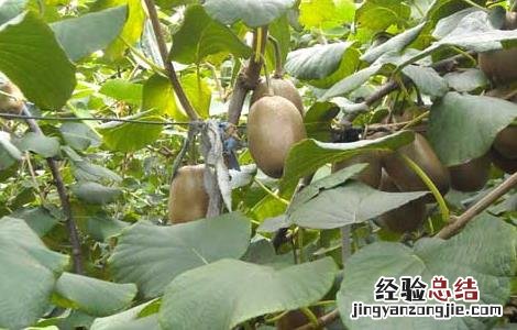 猕猴桃病虫害防治技术要点 猕猴桃病虫害防治技术