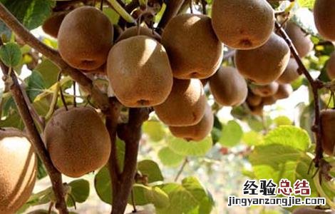 猕猴桃病虫害防治技术要点 猕猴桃病虫害防治技术