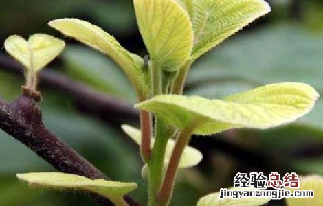 猕猴桃病虫害防治技术要点 猕猴桃病虫害防治技术