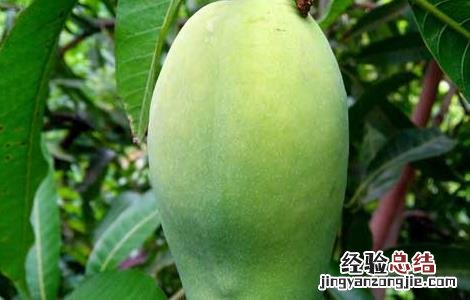 青芒果怎样才算成熟 青芒果怎么算成熟了