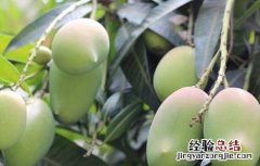 青芒果怎样才算成熟 青芒果怎么算成熟了
