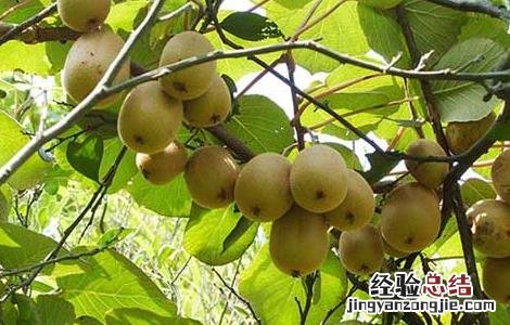 猕猴桃什么时候成熟 软枣猕猴桃什么时候成熟