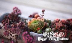 手机怎样拍多肉植物好看 多肉植物的手机拍摄技巧