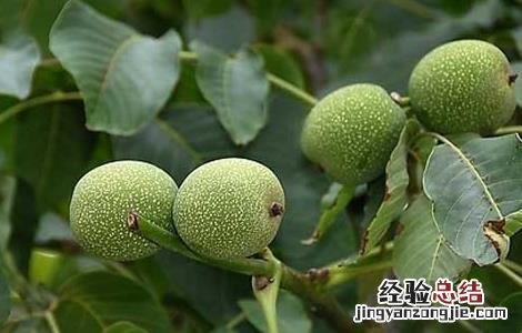 核桃腐烂病的防治方法 核桃树腐烂病防治与治疗