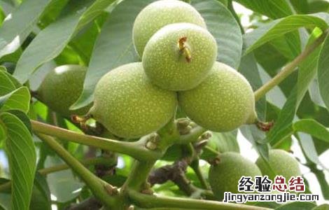 核桃腐烂病的防治方法 核桃树腐烂病防治与治疗