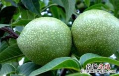核桃腐烂病的防治方法 核桃树腐烂病防治与治疗