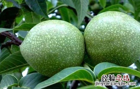 核桃腐烂病的防治方法 核桃树腐烂病防治与治疗