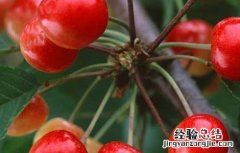 什么地方可以买到正宗车厘子树苗 车厘子树苗哪里能买到