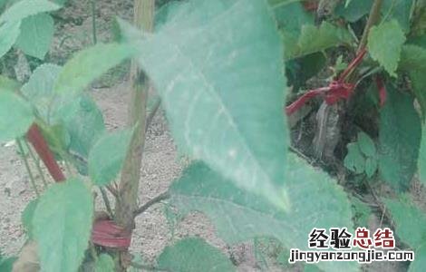 什么地方可以买到正宗车厘子树苗 车厘子树苗哪里能买到