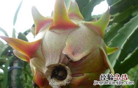 火龙果树长什么样 火龙果树长什么样子