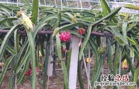 火龙果什么时候种植才能结果 火龙果什么时候种植