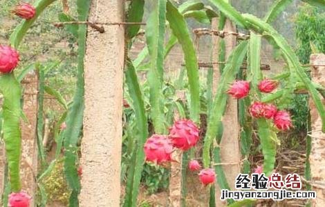 火龙果什么时候种植才能结果 火龙果什么时候种植