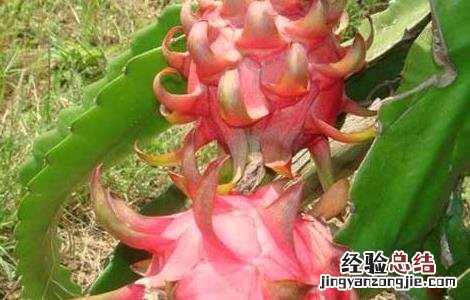 火龙果什么时候种植才能结果 火龙果什么时候种植