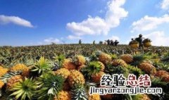 菠萝怎么做最好吃 菠萝怎么做最好