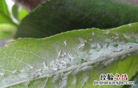 桃树蚜虫的防治方法 桃树蚜虫的防治方法石硫合剂